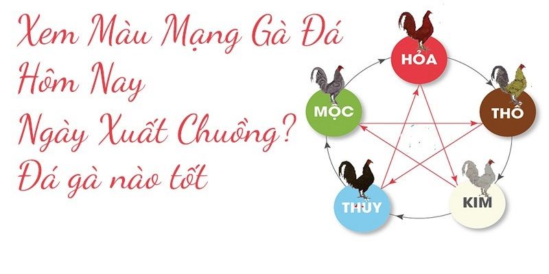 Màu mạng gà đá là gì chi tiết nhất